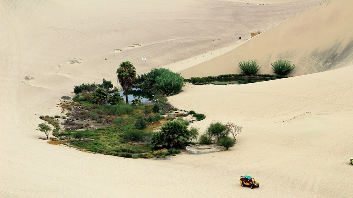 Tree and water oasis in middle of sandy desert